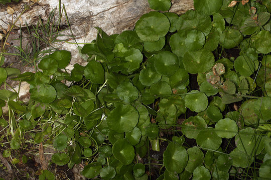 Image of whorled marshpennywort