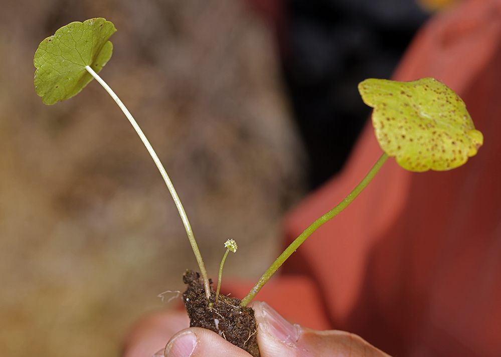 Image of whorled marshpennywort