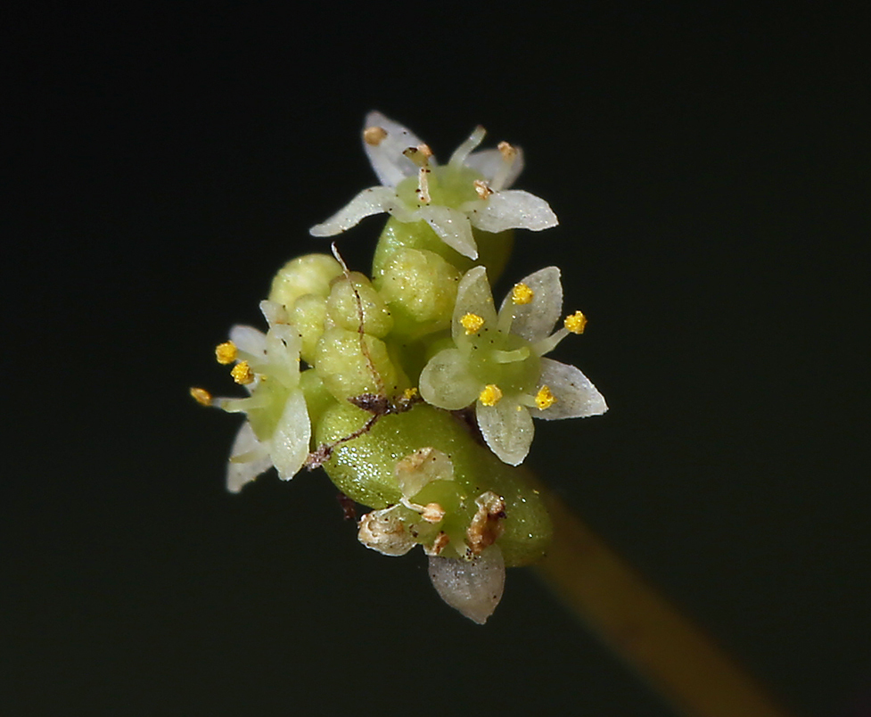 Image of whorled marshpennywort