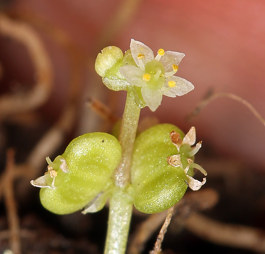 Image of whorled marshpennywort