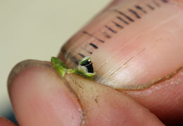 Image of whorled marshpennywort