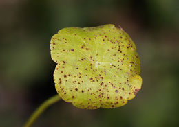 Image of whorled marshpennywort