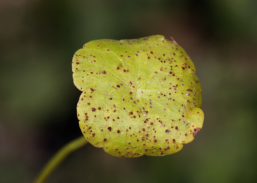 Image of whorled marshpennywort