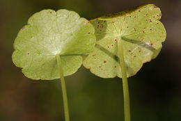 Image of whorled marshpennywort