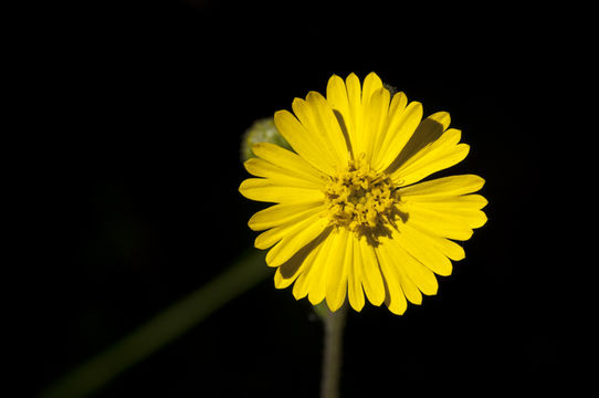 Image de Anisocarpus madioides Nutt.