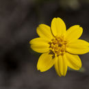 Image de Pseudobahia heermannii (Durand) Rydb.