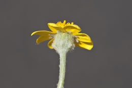 Sivun Pseudobahia heermannii (Durand) Rydb. kuva