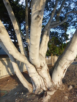 Image of Silver Wattle