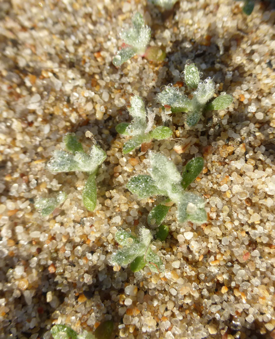 Image of beach wormwood