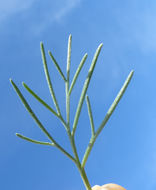 Image of coastal sagebrush