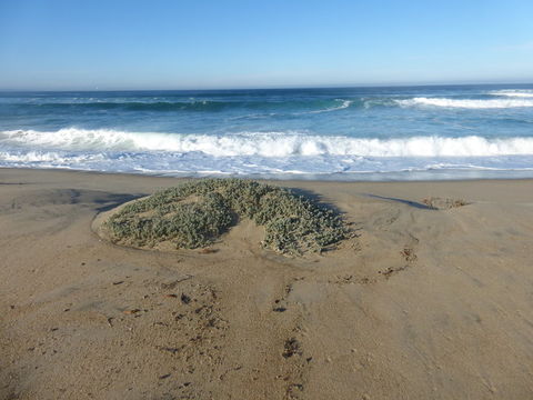 Image of beach saltbush