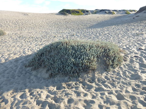 Image of beach saltbush