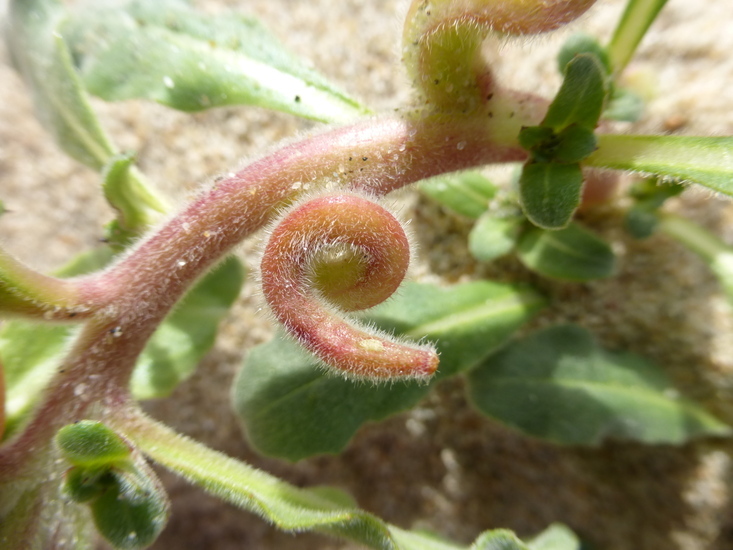 Image of <i>Camissoniopsis <i>cheiranthifolia</i></i> ssp. cheiranthifolia