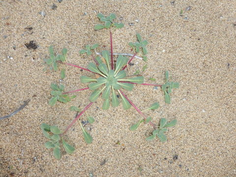 Image de <i>Camissoniopsis <i>cheiranthifolia</i></i> ssp. cheiranthifolia