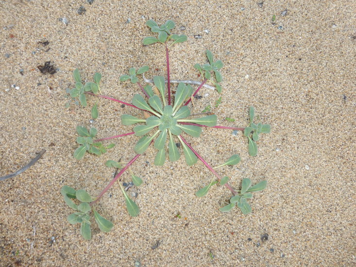 Image of <i>Camissoniopsis <i>cheiranthifolia</i></i> ssp. cheiranthifolia