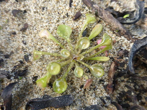 Image of redstem springbeauty