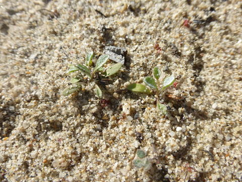 Image of common sandaster