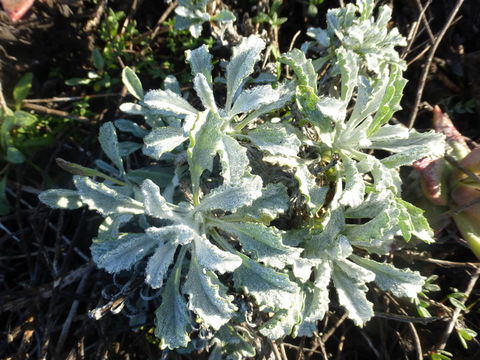 Image of common sandaster