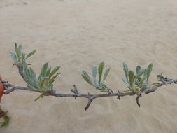 Sivun Corethrogyne filaginifolia (Hook. & Arn.) Nutt. kuva
