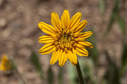 Wyethia angustifolia (DC.) Nutt. resmi