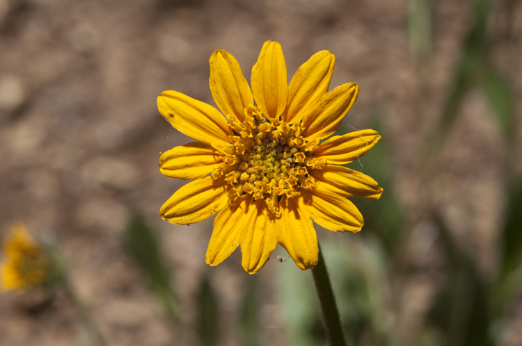 صورة Wyethia angustifolia (DC.) Nutt.