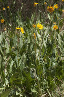 Wyethia angustifolia (DC.) Nutt. resmi