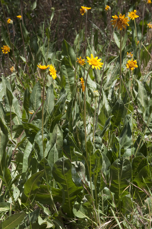 Wyethia angustifolia (DC.) Nutt. resmi