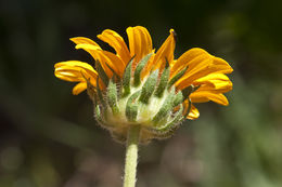 Wyethia angustifolia (DC.) Nutt. resmi