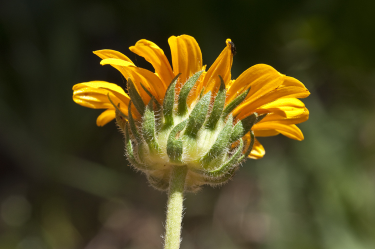 صورة Wyethia angustifolia (DC.) Nutt.