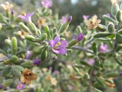 Image of Parish's desert-thorn