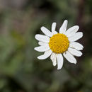 Image of chamomile