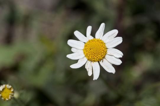 Image of stinking chamomile