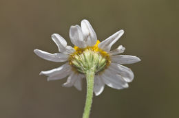 Image of stinking chamomile