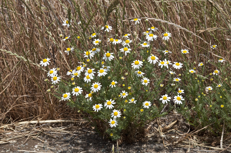 Image of stinking chamomile