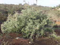 Image of Parish's desert-thorn