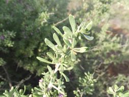 Image of Parish's desert-thorn