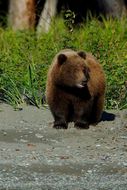 Image of Brown Bear