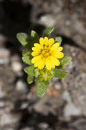 Image de Hemizonella minima (A. Gray) A. Gray