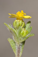 Image de Hemizonella minima (A. Gray) A. Gray