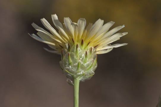 Image de Malacothrix coulteri Harv. & Gray ex A. Gray