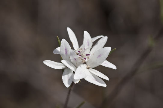 Слика од Osmadenia tenella Nutt.