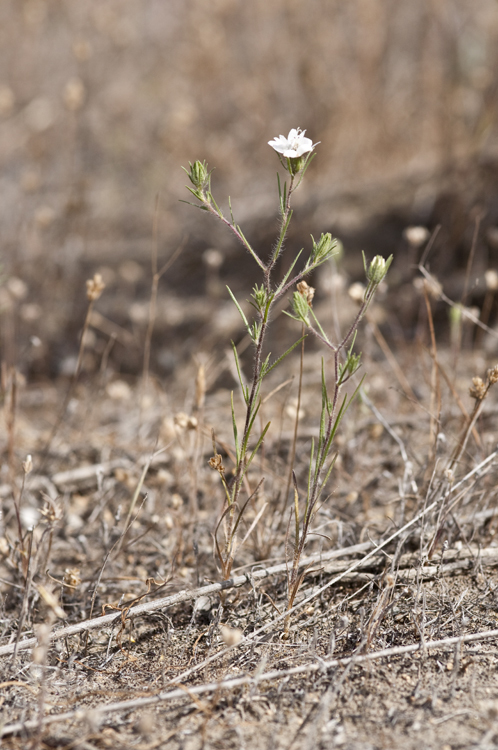 Osmadenia tenella Nutt.的圖片