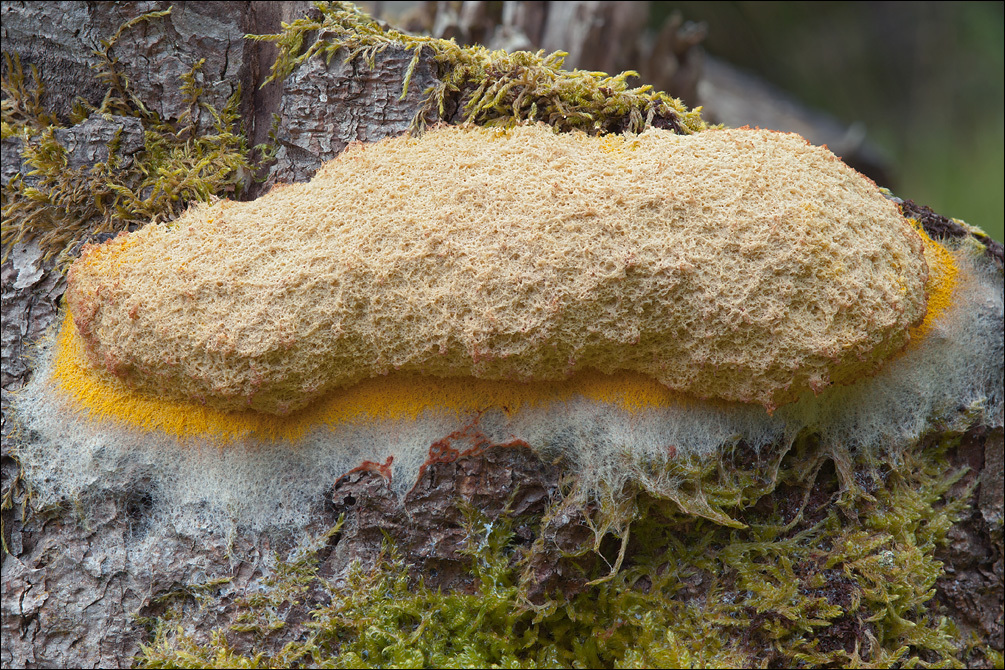 Image of Dog vomit slime mold