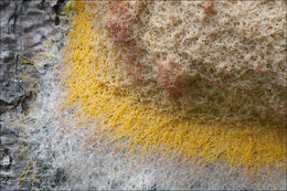 Image of Dog vomit slime mold