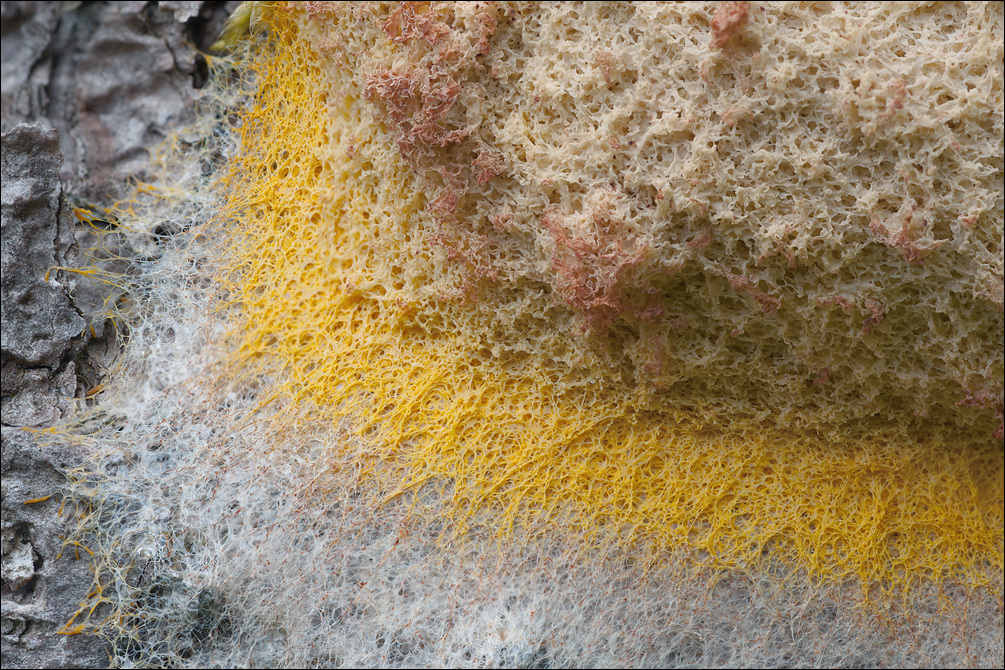 Image of Dog vomit slime mold