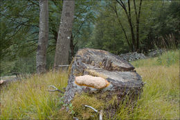 Image of Dog vomit slime mold