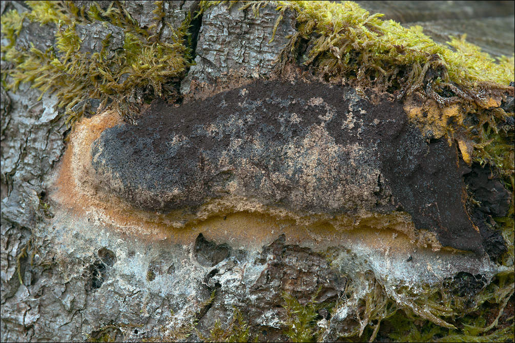 Image of Dog vomit slime mold