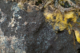 Image of Dog vomit slime mold