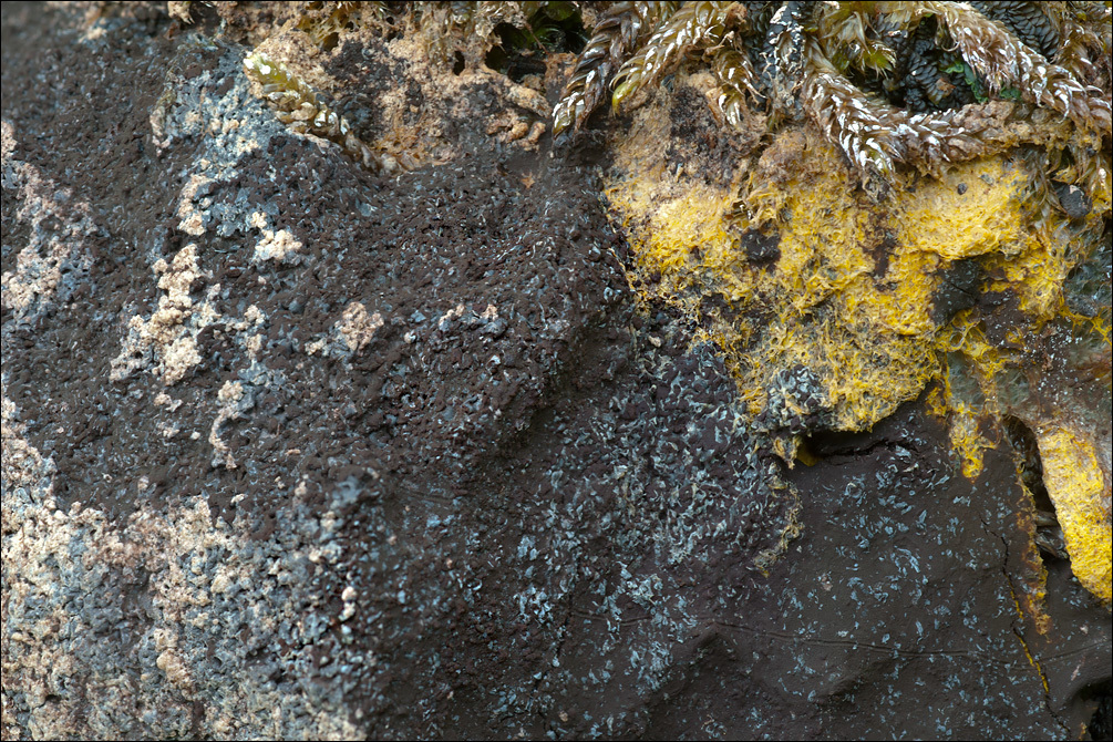 Image of Dog vomit slime mold