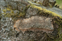 Image of Dog vomit slime mold